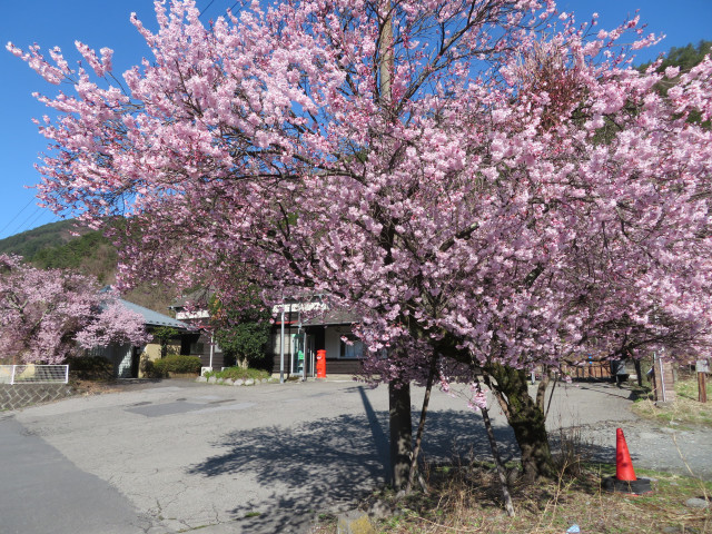 足尾駅前の桜